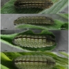 pleb argus larva3 volg1